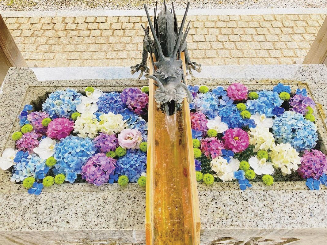 川越八幡宮  紫陽花まつりと茅の輪くぐり