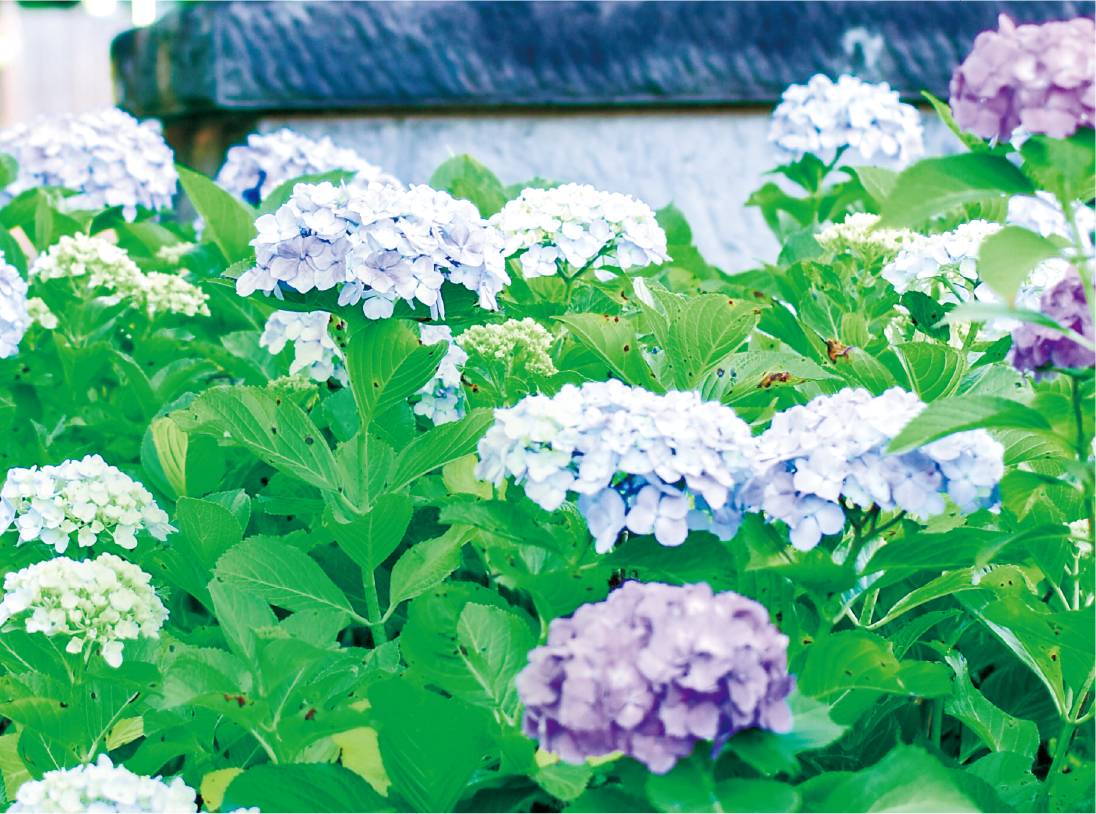 川越 紫陽花さんぽ